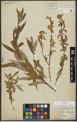 Foto von Salix alba subsp. vitellina (L.) Arcang.